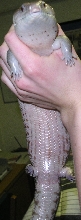 pearl3