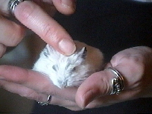 Rodney