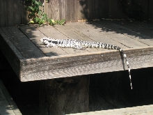 Blue tegu