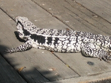 Blue tegu