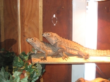 NEW PAIR OF RHINO IGUANAS