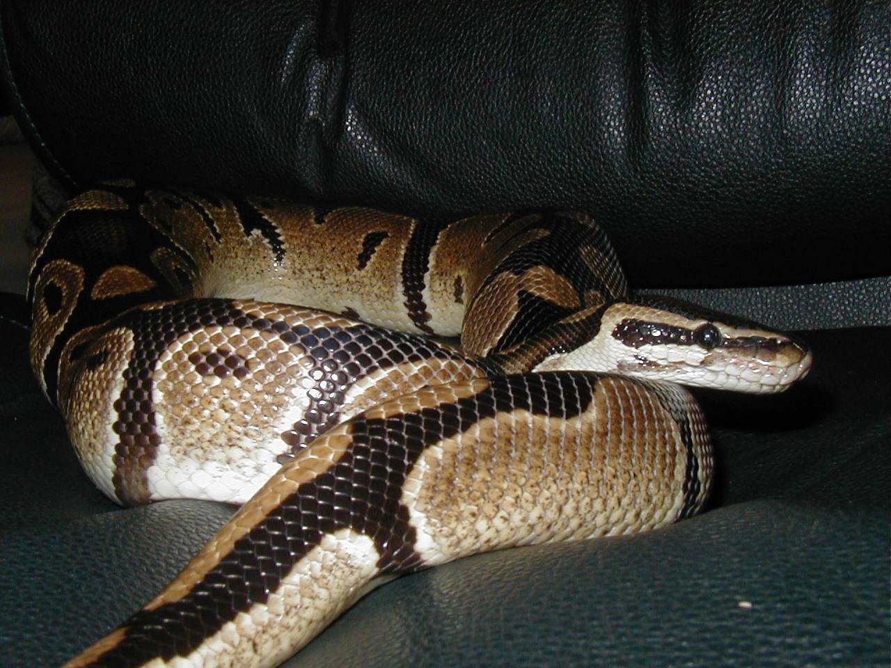 My BP!!