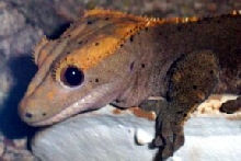 Male Crested Gecko