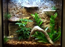 Crested Gecko Tank