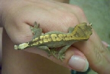My Crestie - Kreecher