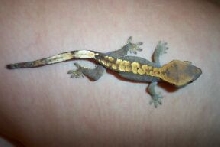 My Crestie - Lilly