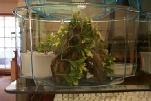 Juvie Cresty Cages