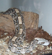 Gaboon Viper