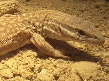 ackie