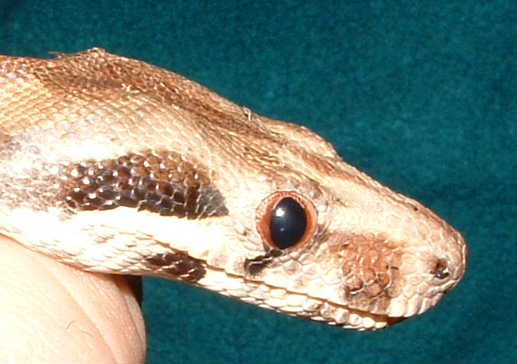 hypo