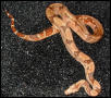 hypo