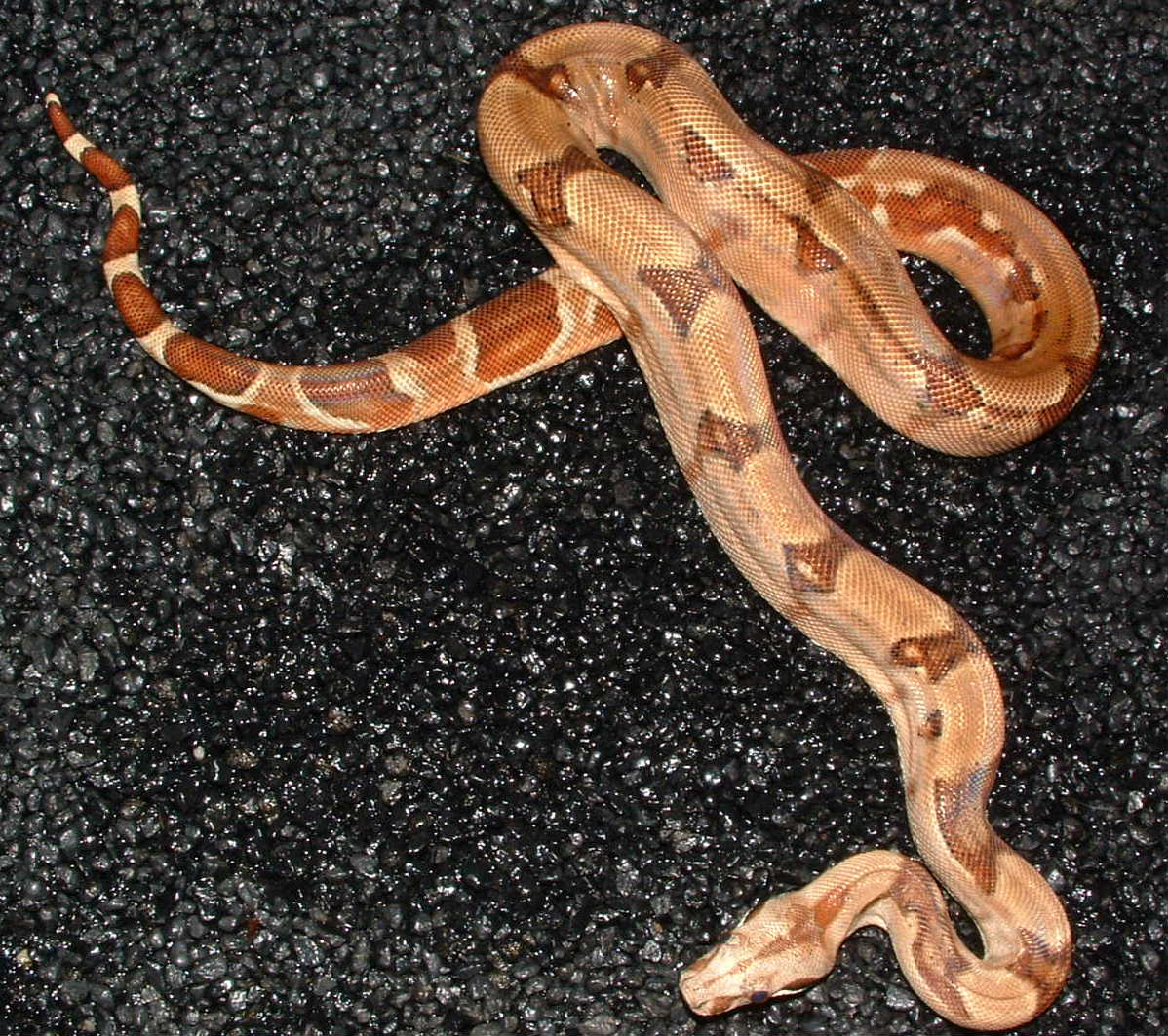 hypo