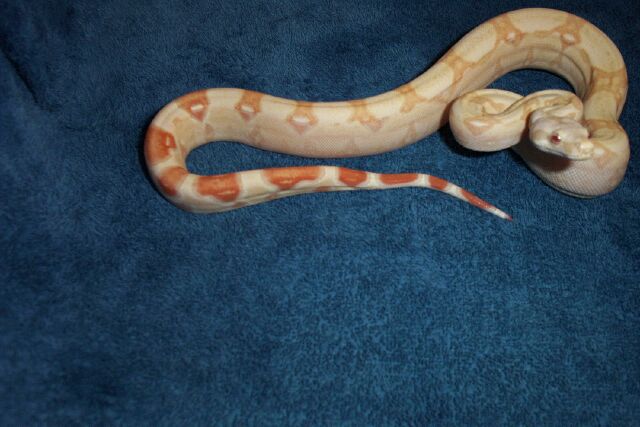 boa