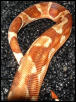 hypo