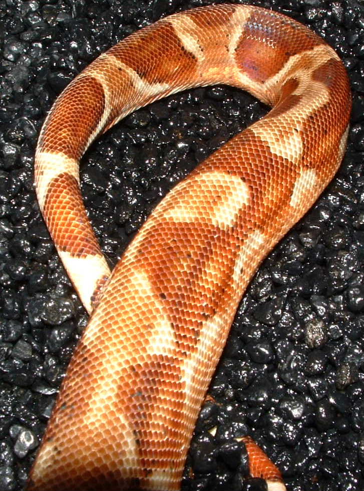 hypo