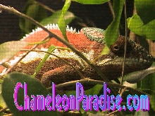 WC ANKARAMY PINK