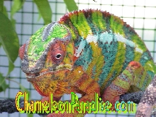 WC BLUE BAR AMBILOBE BREEDING TIME!!!