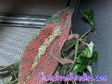 WC ANKARAMY PINK
