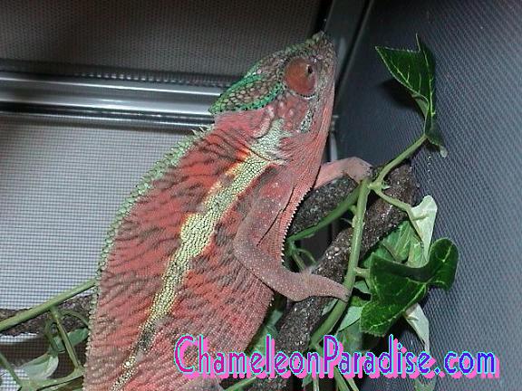 WC ANKARAMY PINK