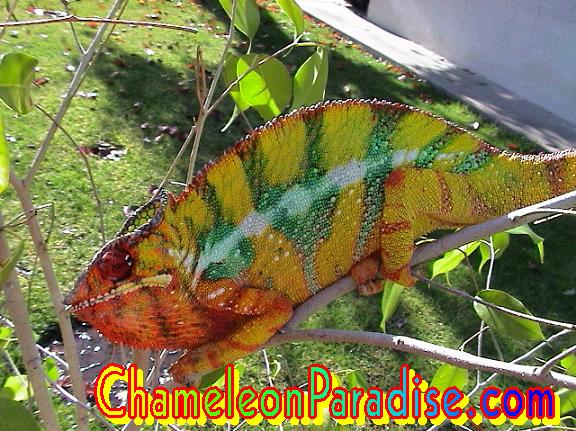 WC AMBILOBE
