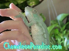 WC BLUE FEMALE AMBILOBE