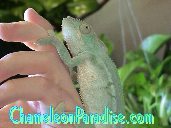 WC BLUE FEMALE AMBILOBE