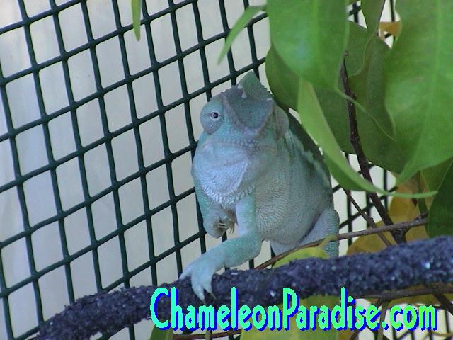 WC BLUE FEMALE AMBILOBE