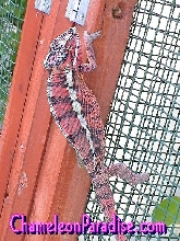 Pink Panther