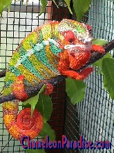 Ambilobe