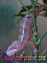 CBB Male Ambilobe