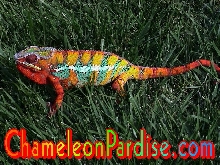 ROAMING AMBILOBE
