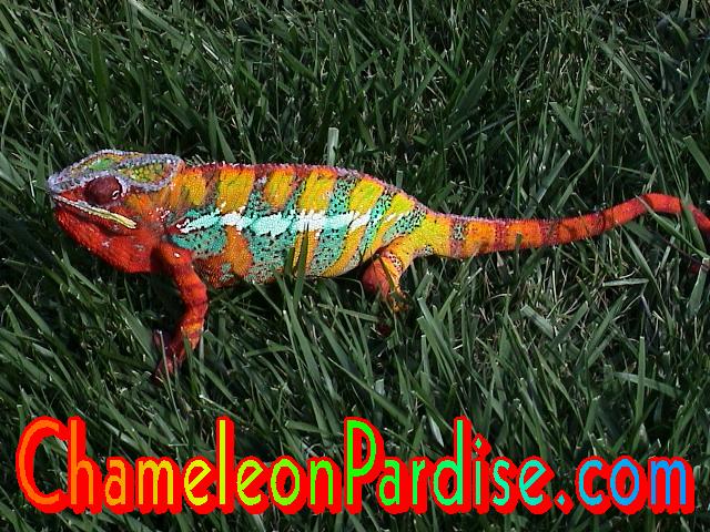 ROAMING AMBILOBE
