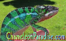 ~Braden~