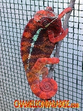 Sambava