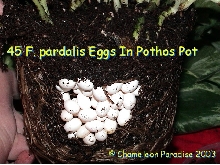 Ambilobe Eggs