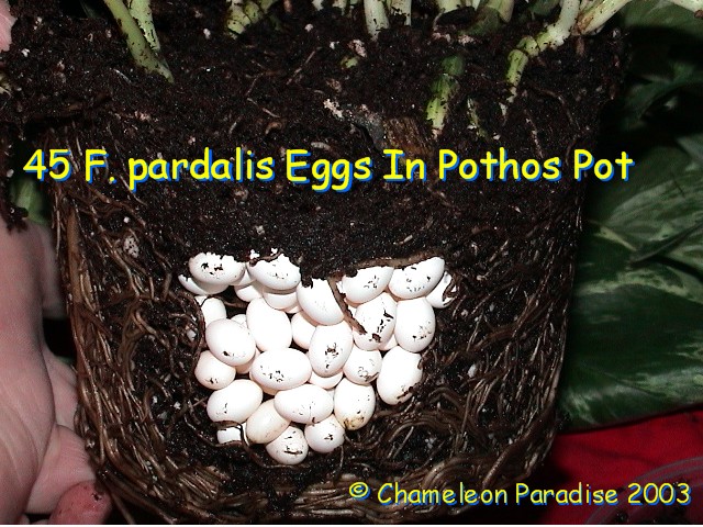 Ambilobe Eggs