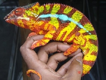 WC RED BAR PANTHERS FRESH IN!