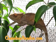 CB Male Parsonii