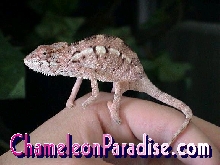 CBB Female Ambilobe Offspring
