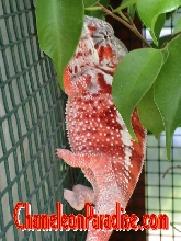 Young Red Tamatave Male