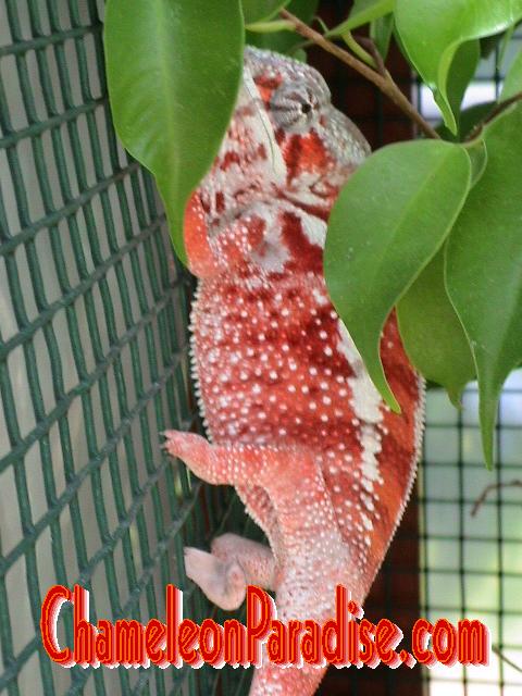 Young Red Tamatave Male