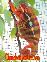 WC ANDAPA