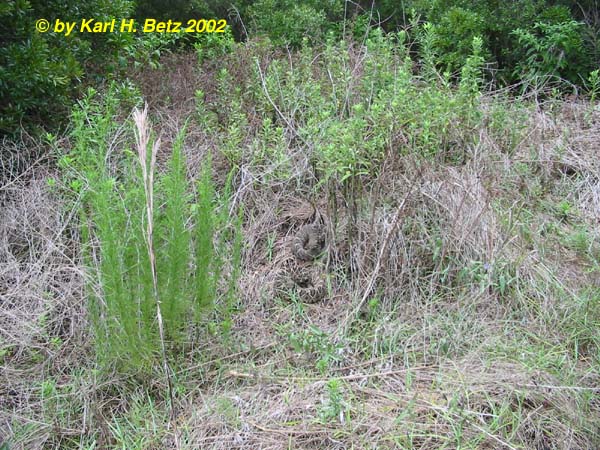 Habitated habitat