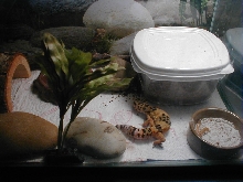 my 1st leopard gecko