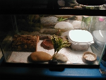 tank