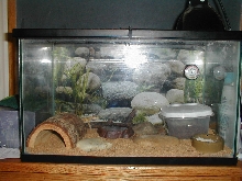 tank pic now