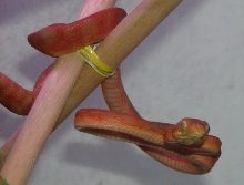 Female.ATB