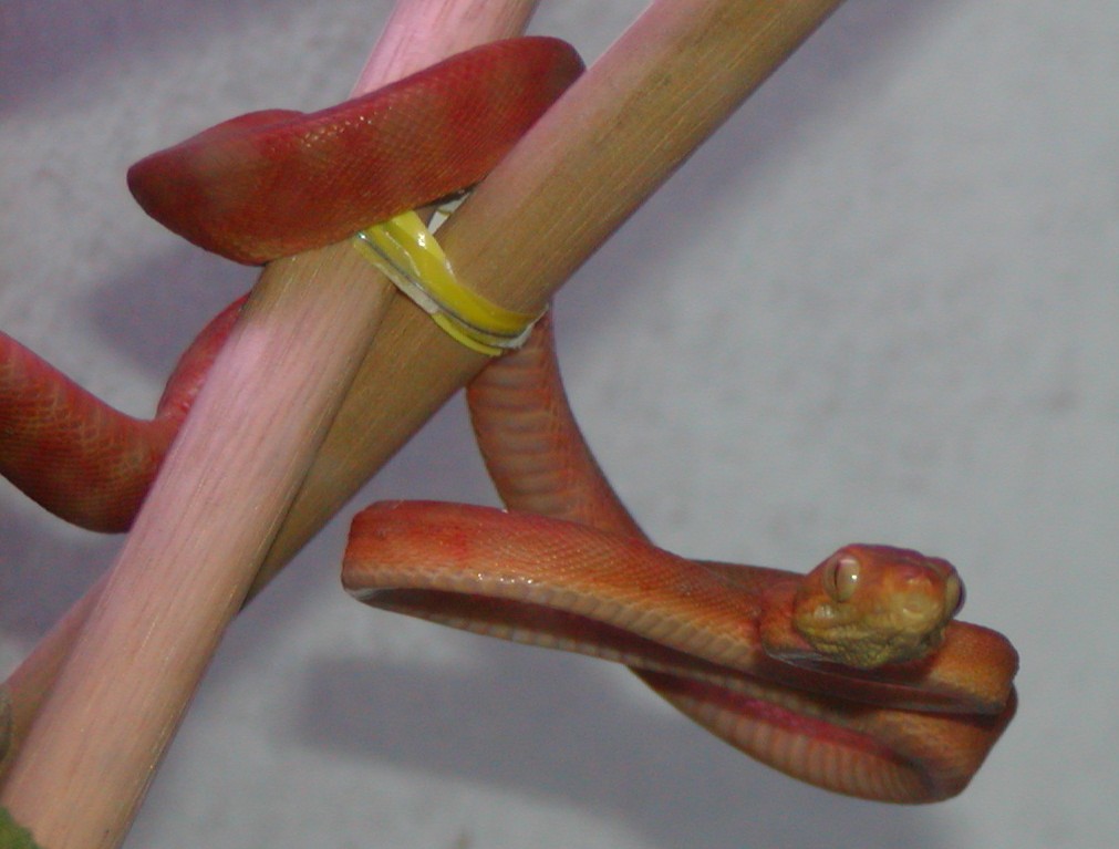 Female.ATB