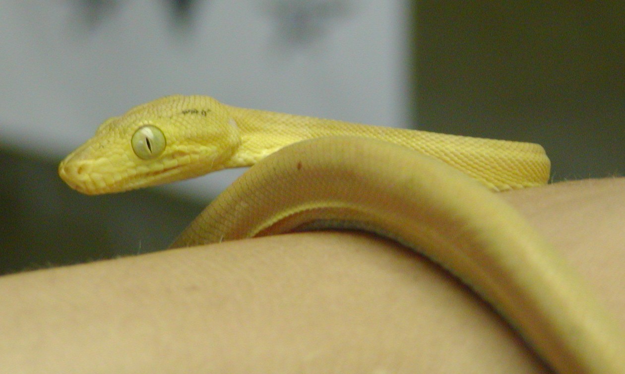 Solid yellow ATB