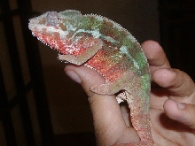 Sambava Panther